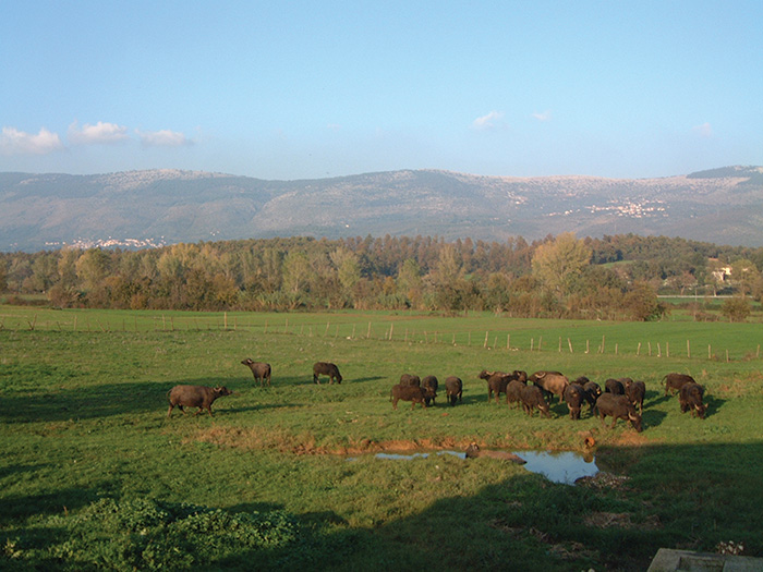 MAPPA DI AMASENO VIE STRADE E PIAZZE visual data 6